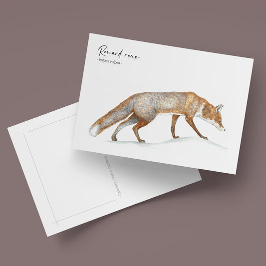 Carte postale Renard roux, illustration naturaliste, Marine Capitaine