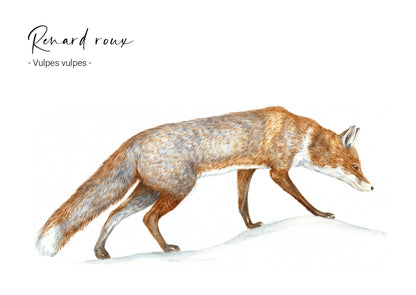 Renard roux