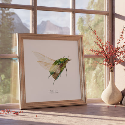 Affiche à l’aquarelle représentant une Cétoine dorée, illustration naturaliste de Marine Capitaine.