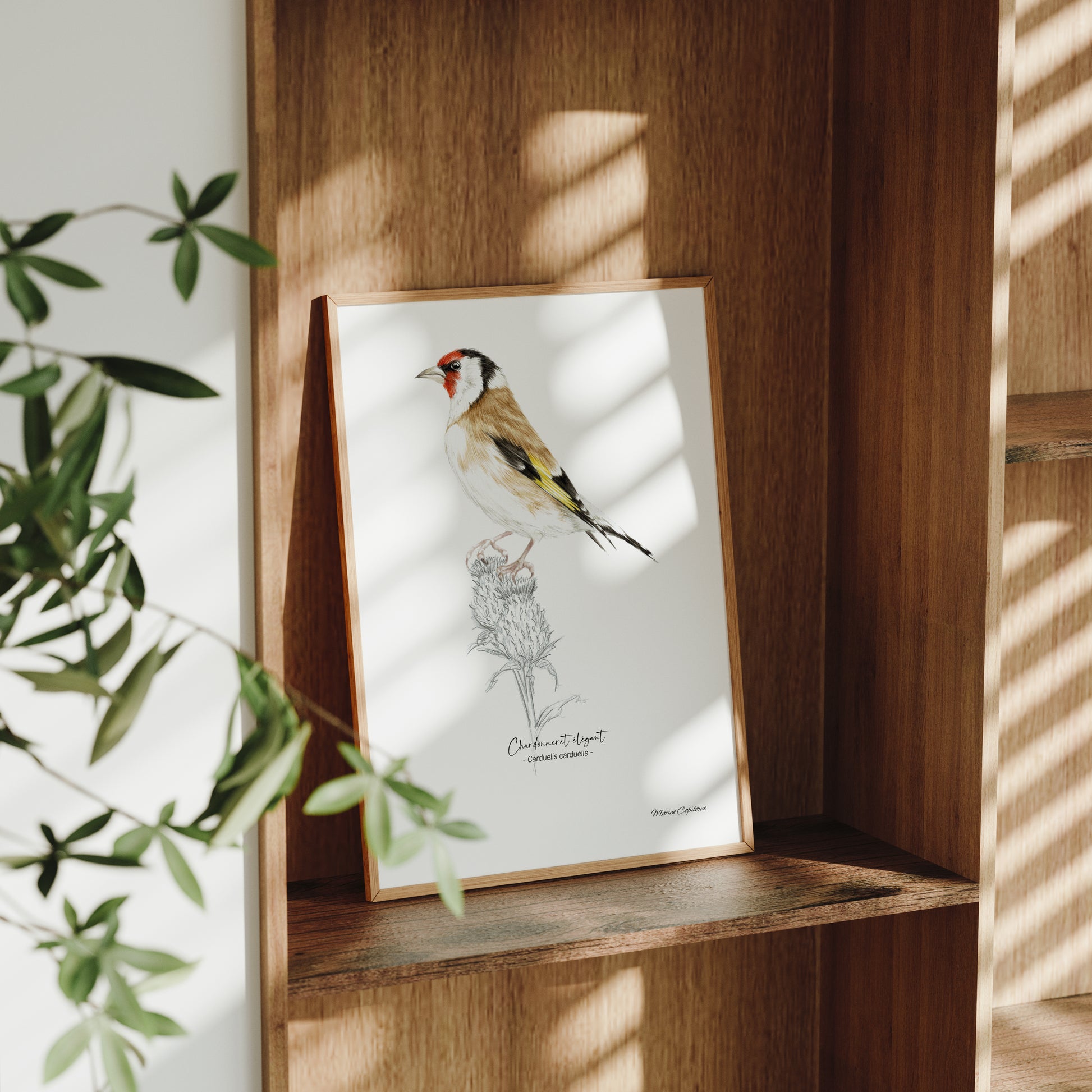Affiche illustrée d'un Chardonneret élégant encadrée, illustration naturaliste Marine Capitaine