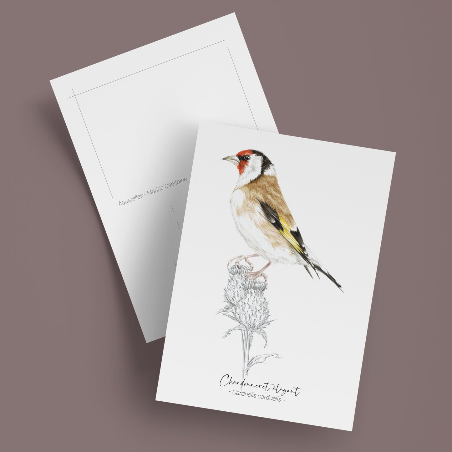 Carte postale illustrée d’un Chardonneret, illustration naturaliste réalisée à l’aquarelle par Marine Capitaine.