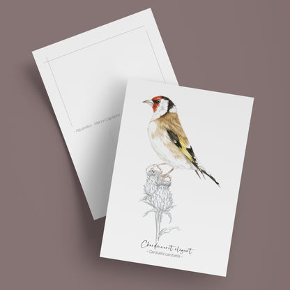 Carte postale illustrée d’un Chardonneret, illustration naturaliste réalisée à l’aquarelle par Marine Capitaine.