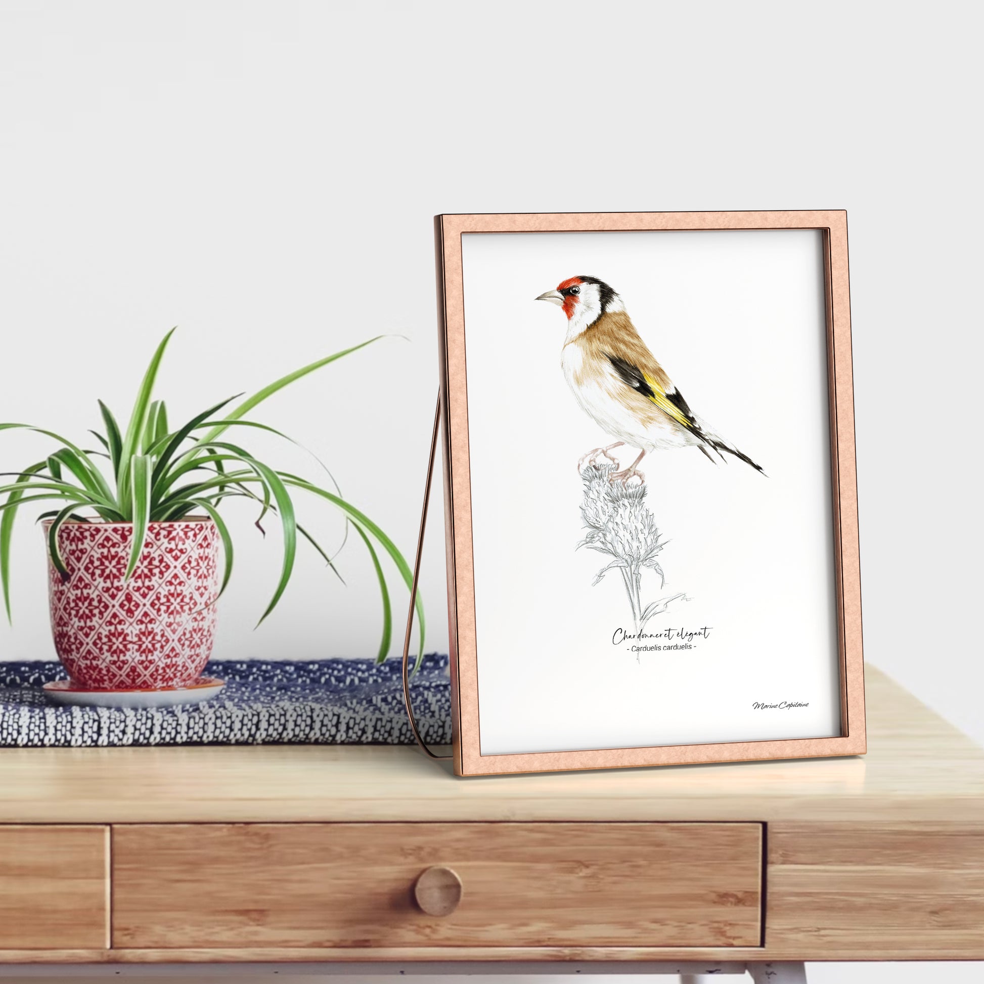 Affiche illustrée d'un Chardonneret élégant encadrée, illustration naturaliste Marine Capitaine