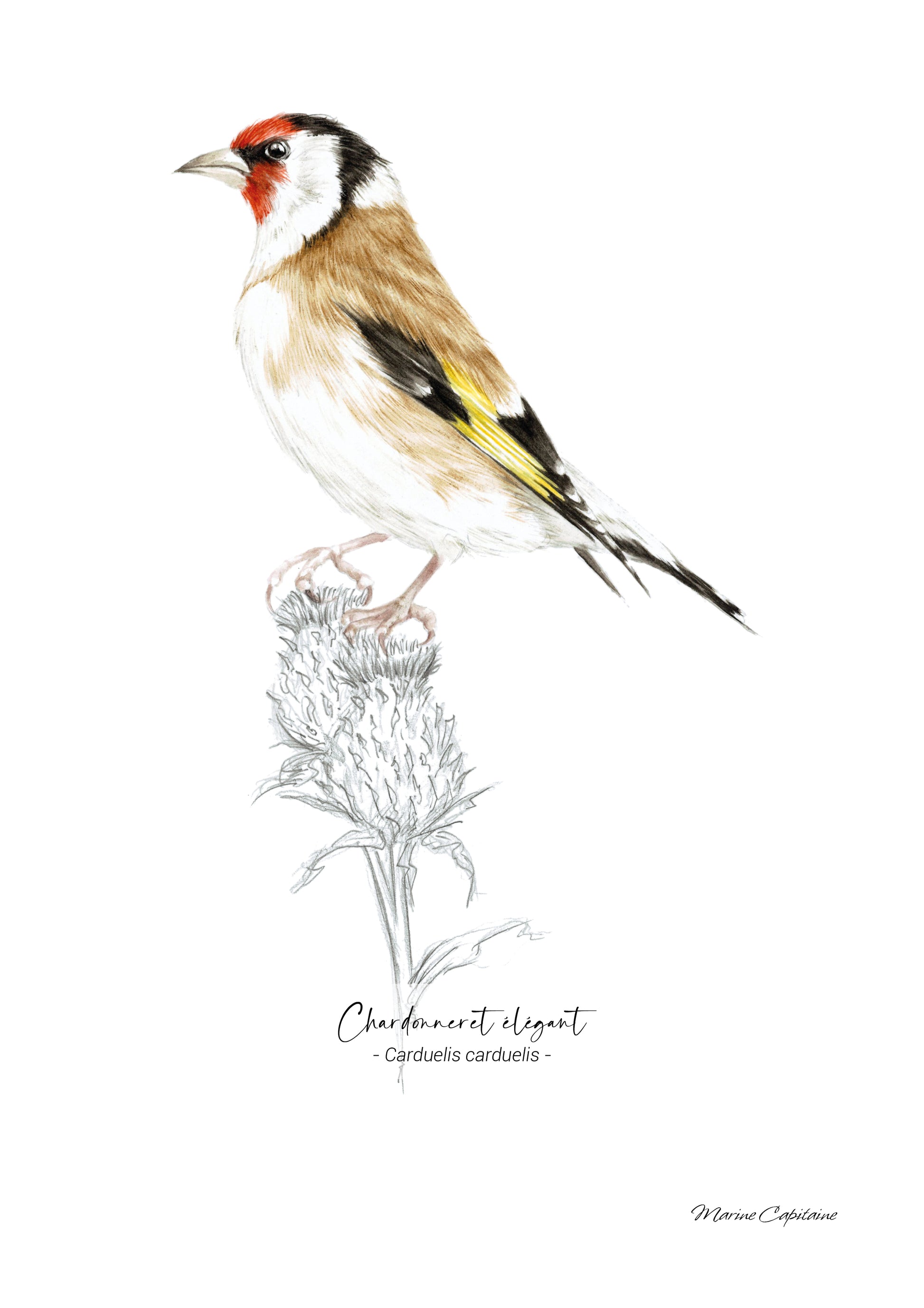 Affiche illustrée d'un Chardonneret élégant, illustration naturaliste Marine Capitaine