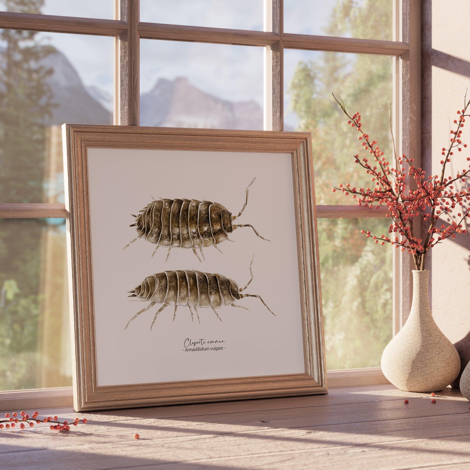 Affiche illustrée du Cloporte commun, encadrée, Illustration naturaliste Marine Capitaine.