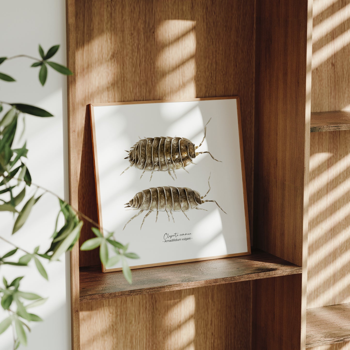 Affiche illustrée du Cloporte commun, Illustration naturaliste Marine Capitaine.