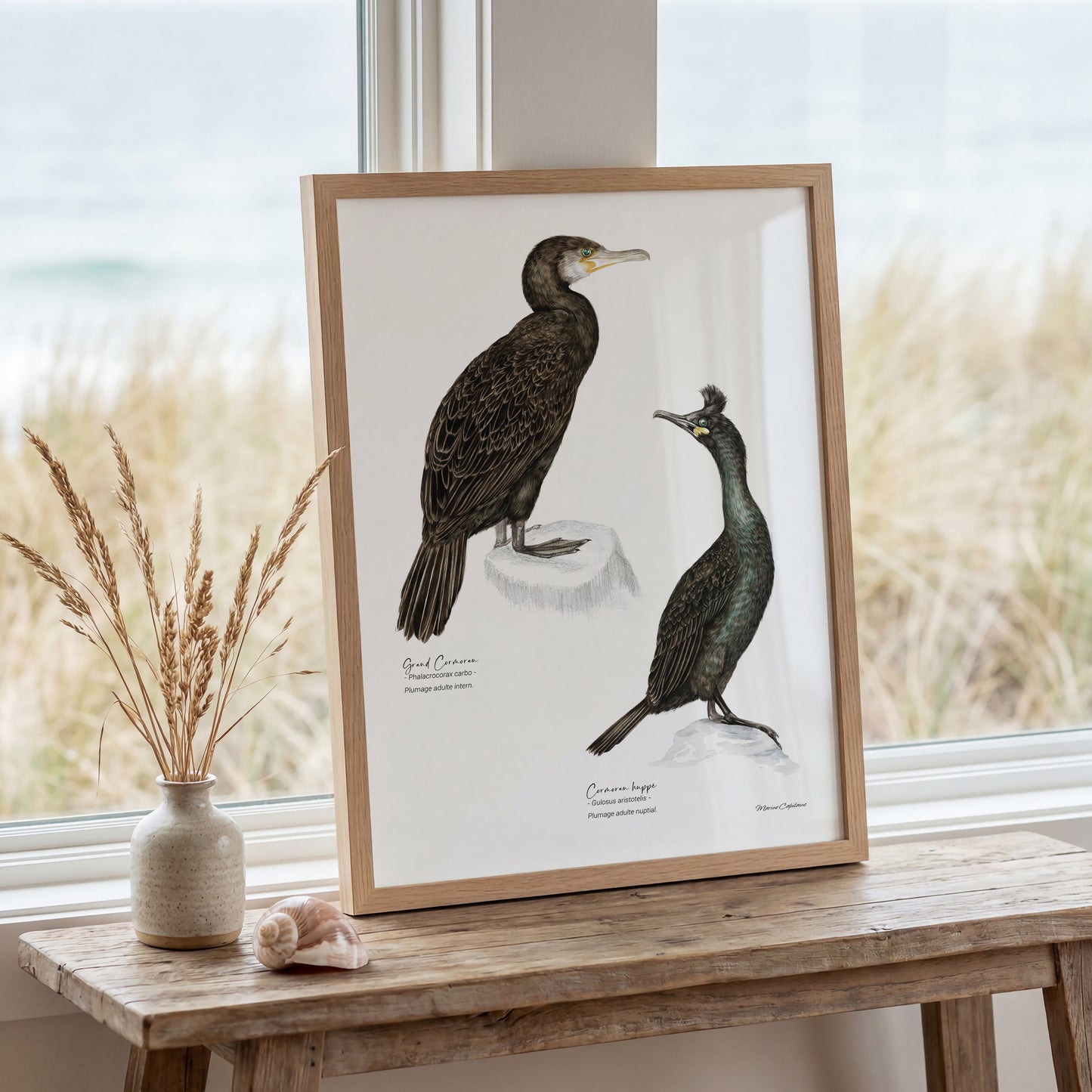 Cormorans