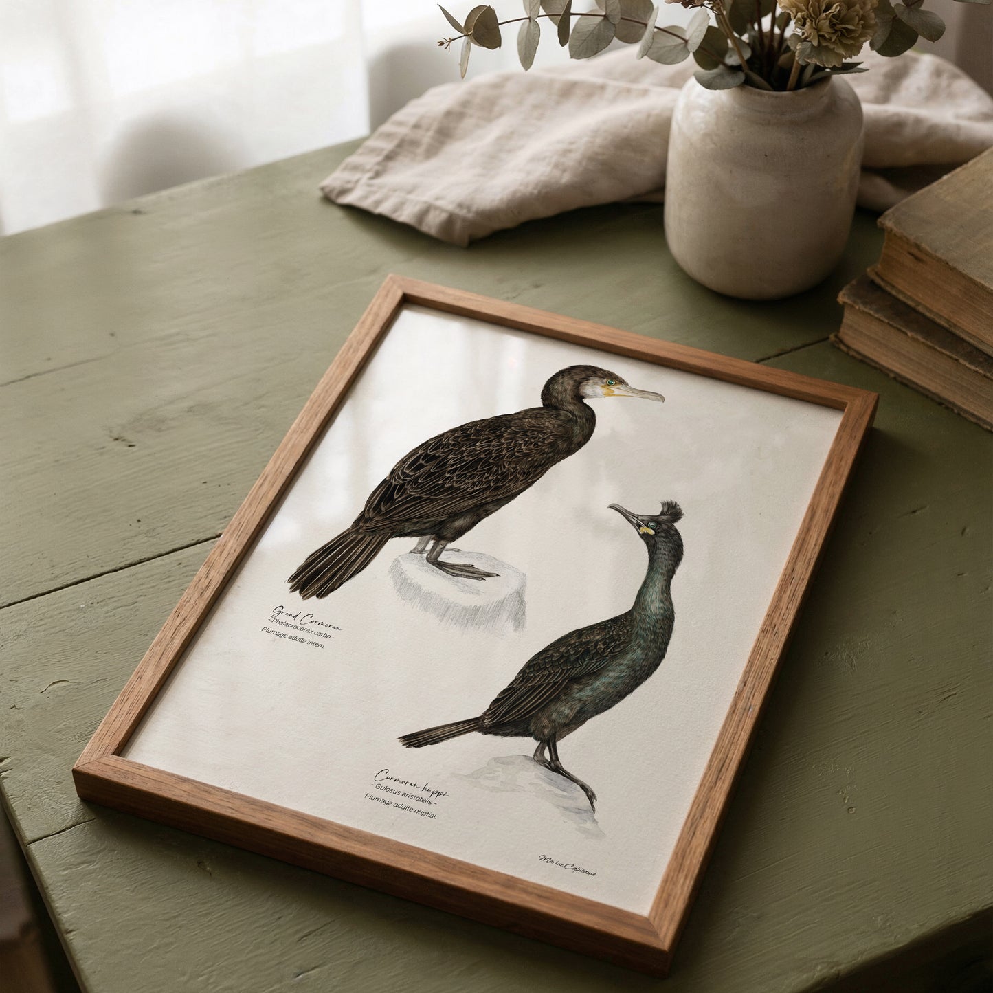 Cormorans