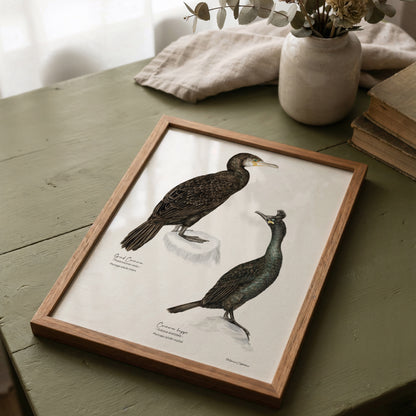 Cormorans