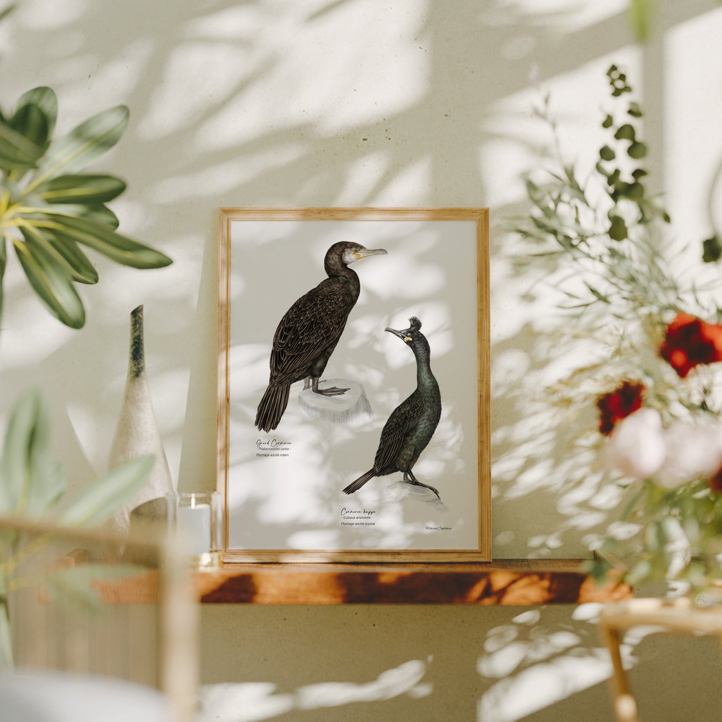Cormorans