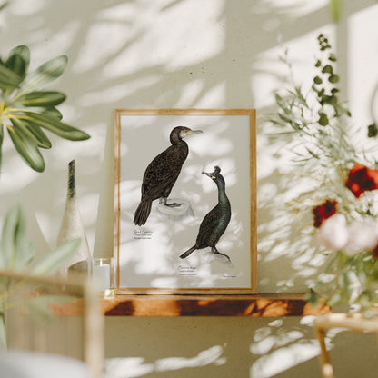 Cormorans
