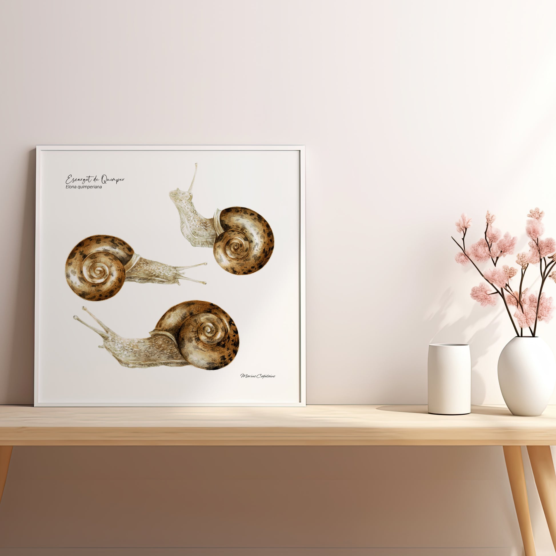 Affiche illustrée de l’escargot de Quimper, gastéropode emblématique de Bretagne – illustration naturaliste Marine Capitaine.