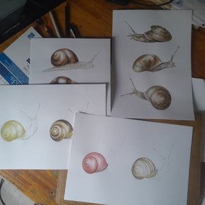 Plusieurs escargots en cours de réalisation à l'aquarelle par Marine Capitaine. Sur la photo on voit des Petits gris, des Soucoupes communes ainsi que des escargots des haies.