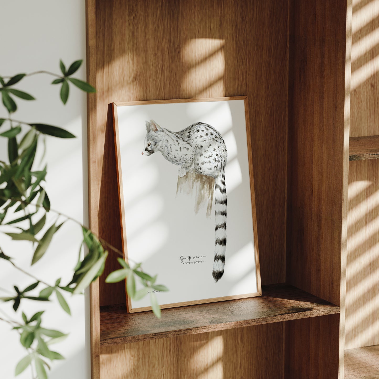 Affiche illustrée d'une Genette, mammifère des forêts, illustration naturaliste Marine Capitaine