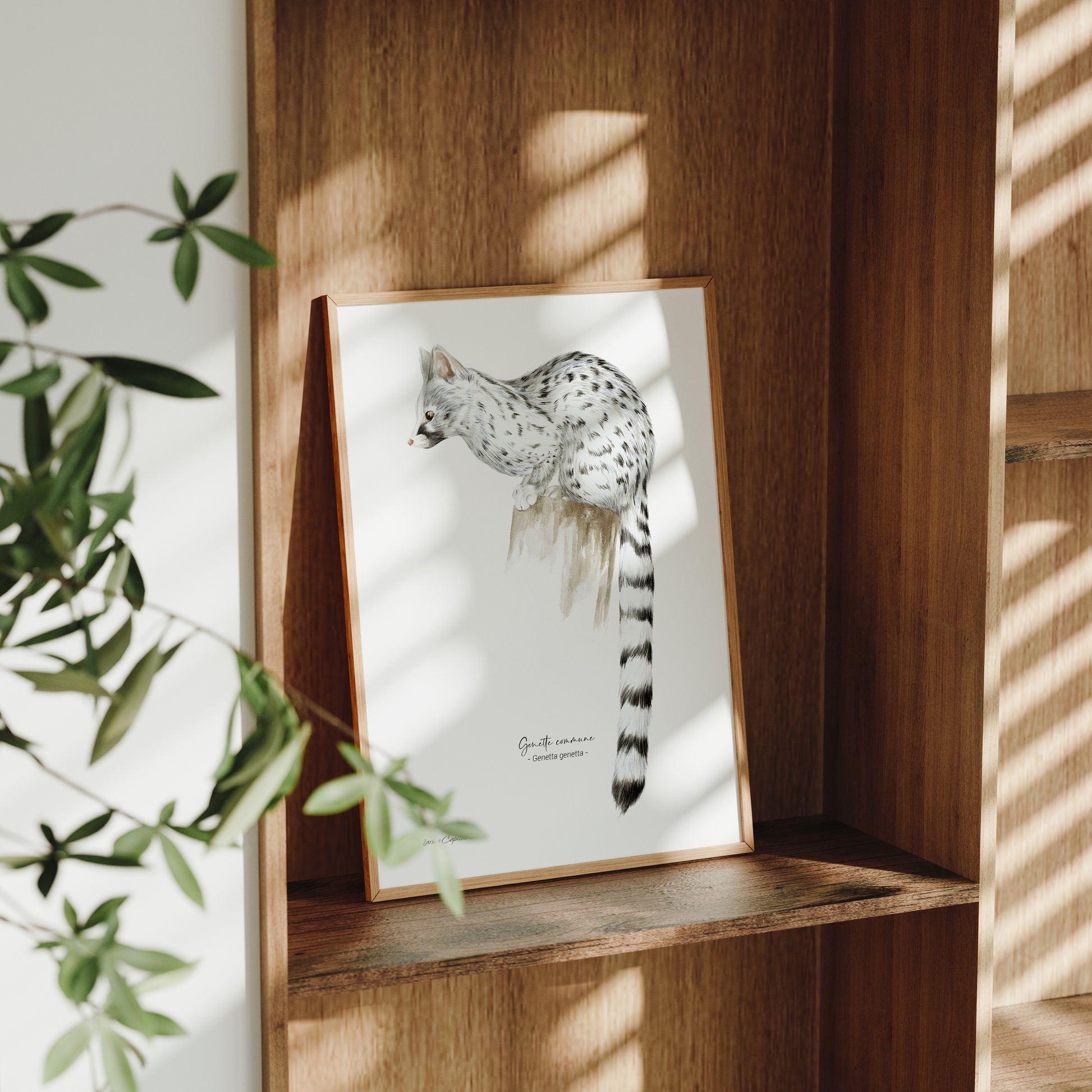Affiche illustrée d'une Genette, mammifère des forêts, illustration naturaliste Marine Capitaine