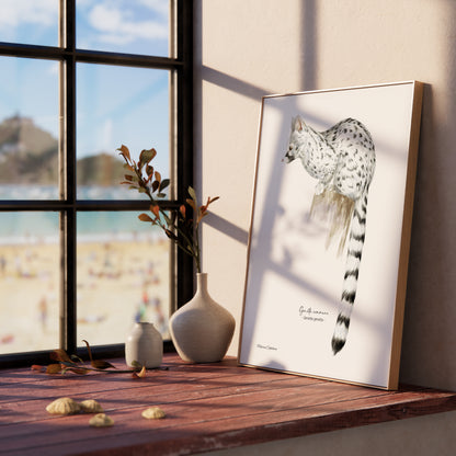 Affiche illustrée d'une Genette, mammifère des forêts, illustration naturaliste Marine Capitaine