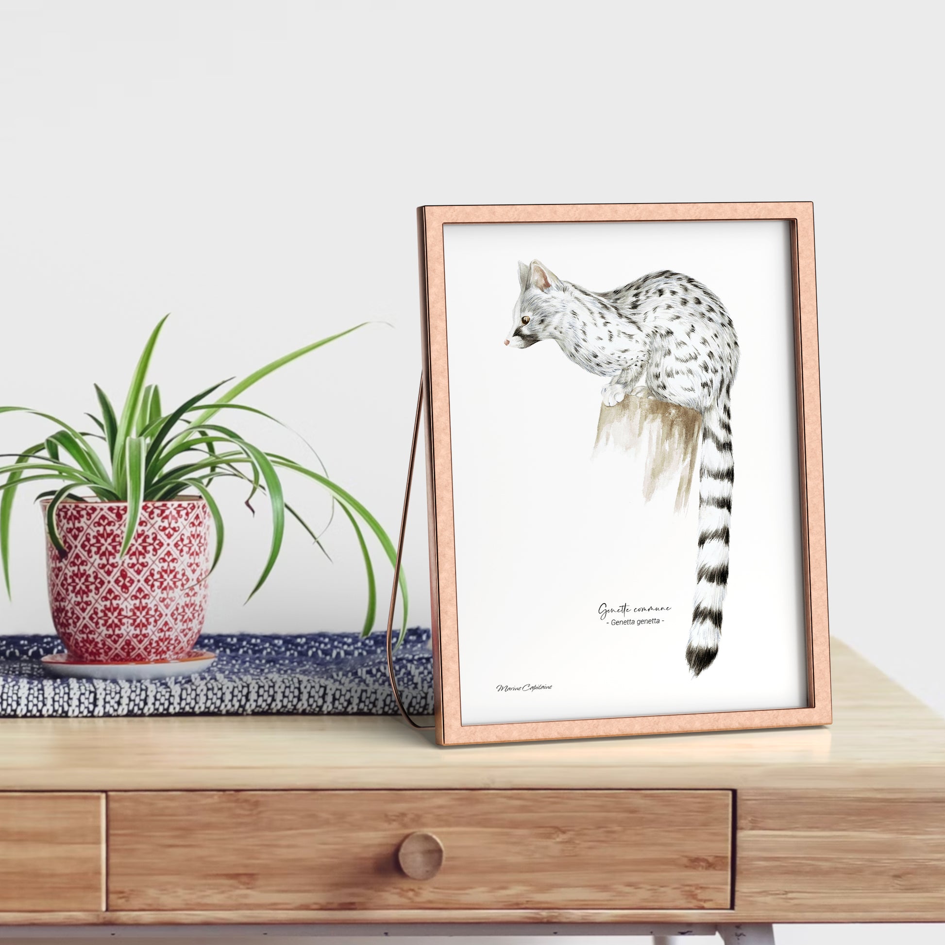 Affiche illustrée d'une Genette, mammifère des forêts, illustration naturaliste Marine Capitaine