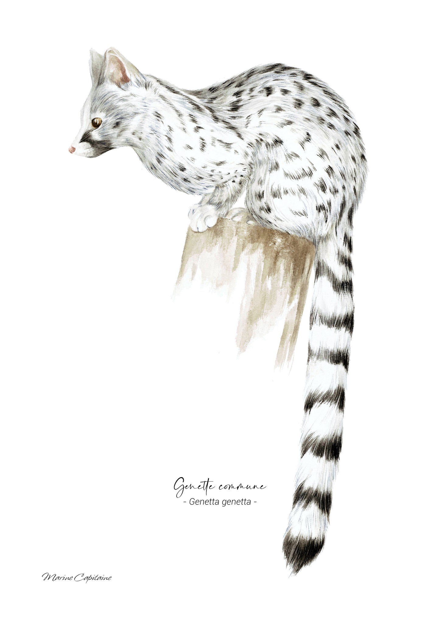 Affiche illustrée d'une Genette, mammifère des forêts, illustration naturaliste Marine Capitaine