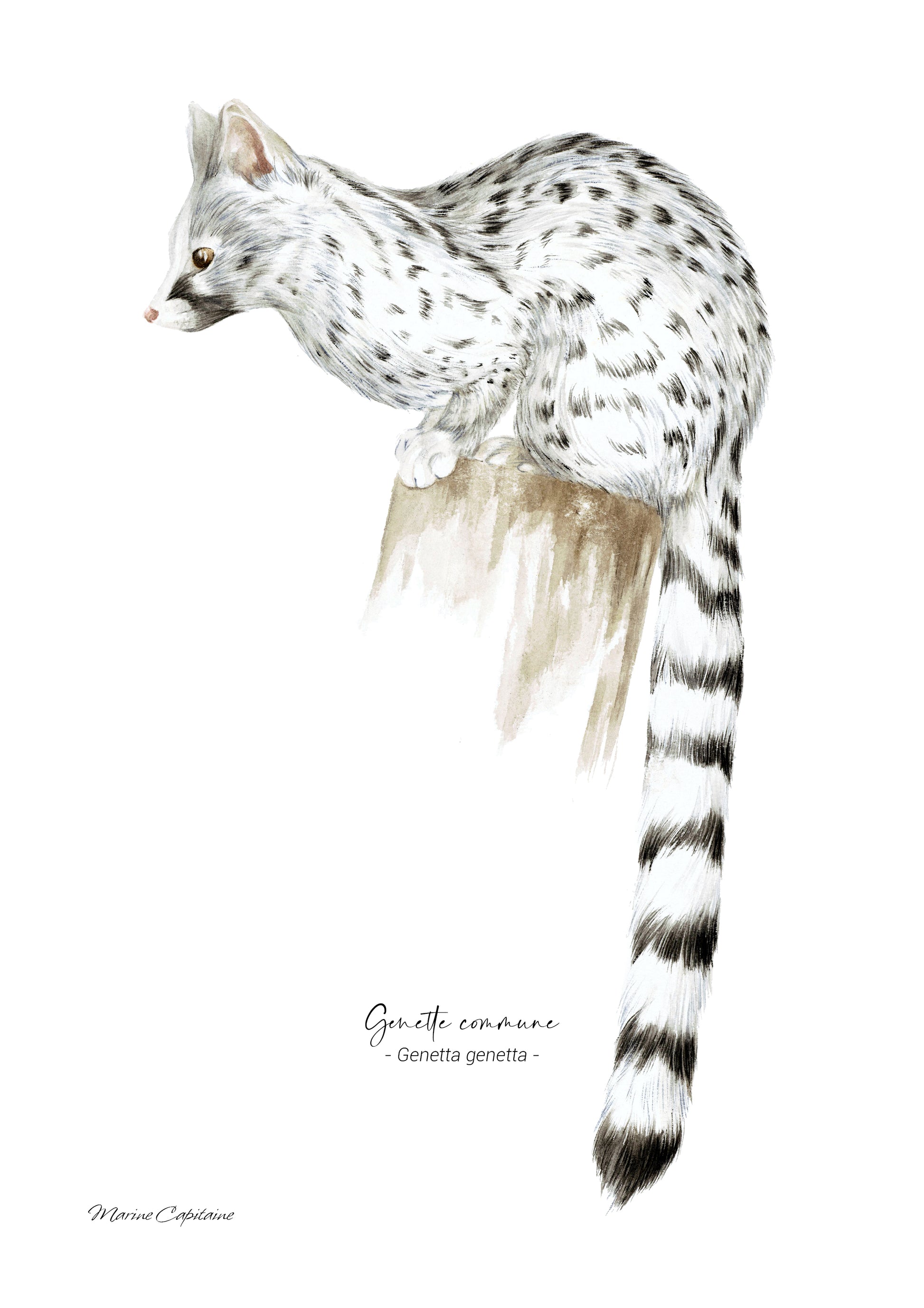 Affiche illustrée d'une Genette, mammifère des forêts, illustration naturaliste Marine Capitaine