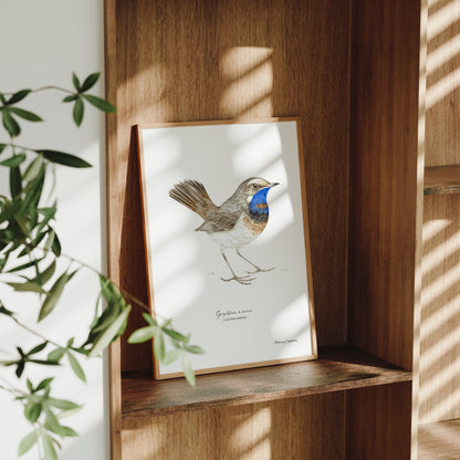 Gorgebleue à miroir