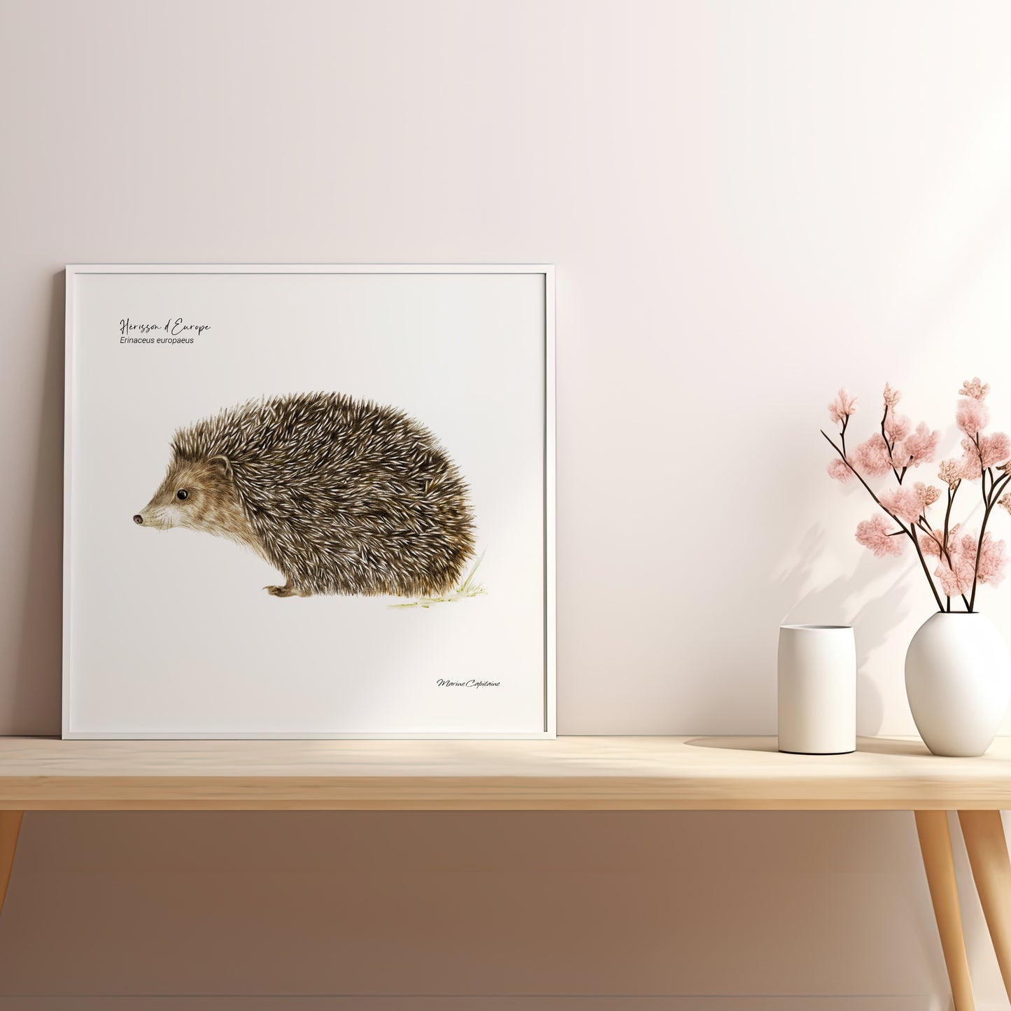 Affiche illustrée d'un hérisson d'Europe, petit mammifère discret de nos jardins – illustration naturaliste Marine Capitaine.