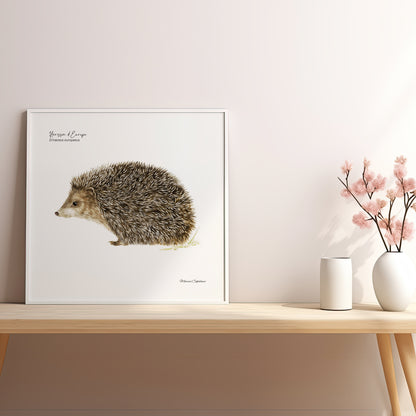 Affiche illustrée d'un hérisson d'Europe, petit mammifère discret de nos jardins – illustration naturaliste Marine Capitaine.