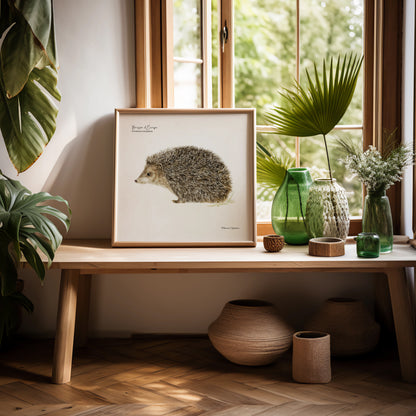 Affiche illustrée d'un hérisson d'Europe, petit mammifère discret de nos jardins – illustration naturaliste Marine Capitaine.