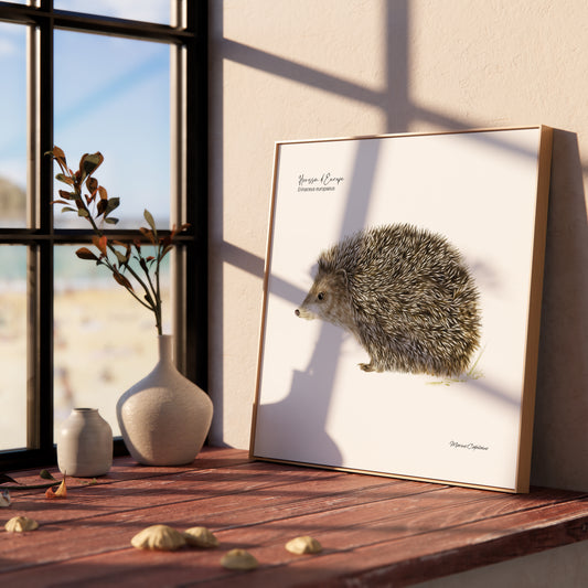 Affiche illustrée d'un hérisson d'Europe, petit mammifère discret de nos jardins – illustration naturaliste Marine Capitaine.