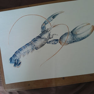 Homard bleu, en cours de réalisation à l'aquarelle par Marine Capitaine