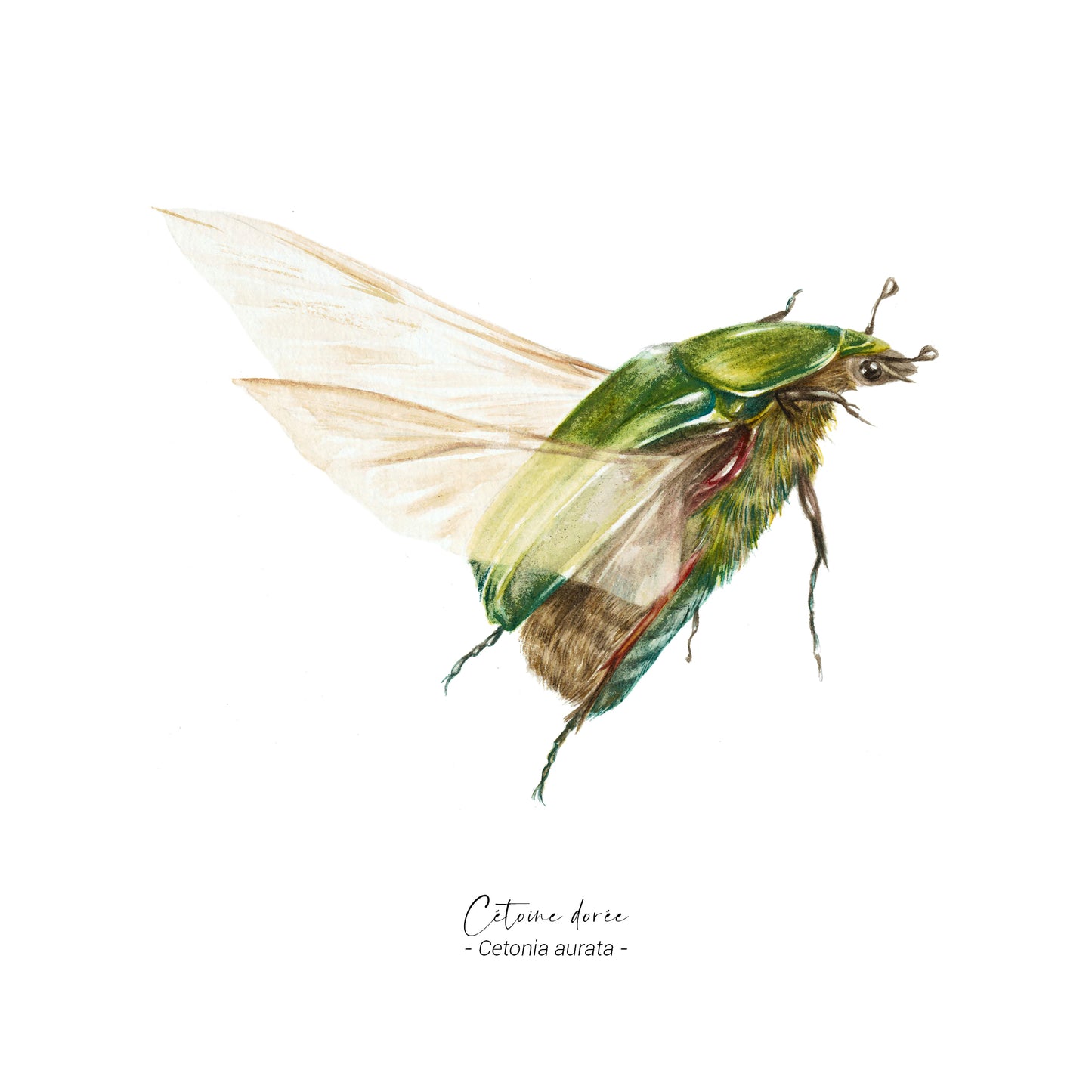 Cétoine dorée