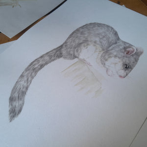 Loir gris à l'aquarelle en cours de réalisation par Marine Capitaine