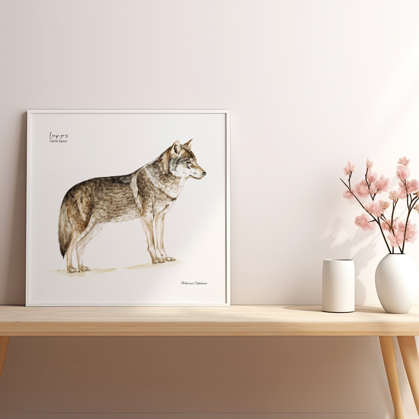 Loup gris