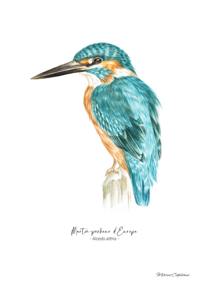 Martin-pêcheur