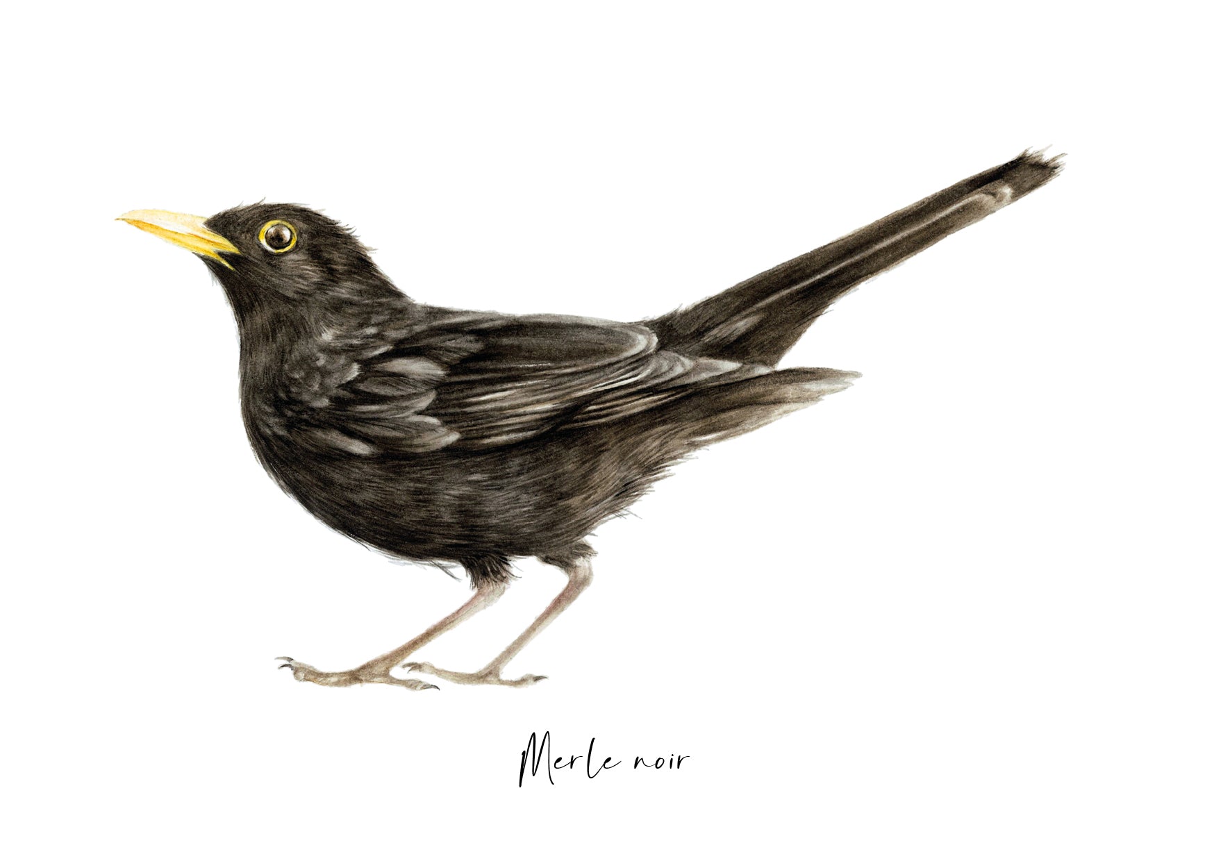 Carte postale illustrée d’un merle noir, illustration naturaliste réalisée à l’aquarelle par Marine Capitaine.