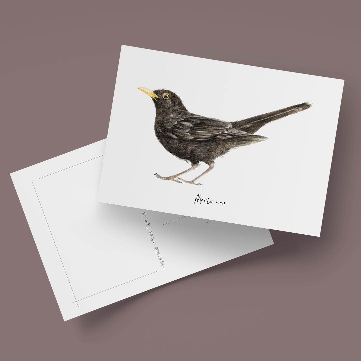 Carte postale illustrée d’un merle noir, illustration naturaliste réalisée à l’aquarelle par Marine Capitaine.