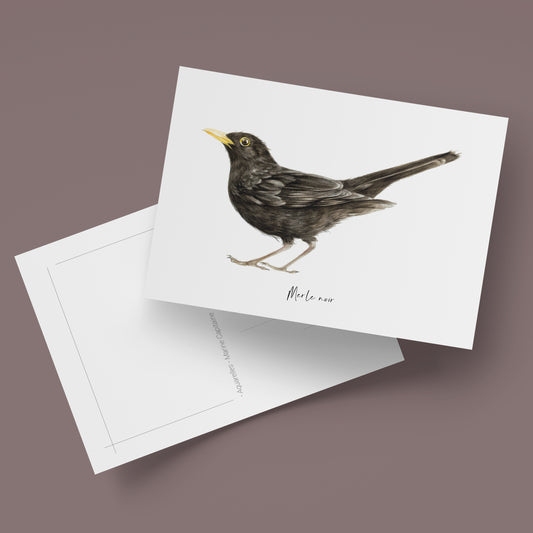 Carte postale illustrée d’un merle noir, illustration naturaliste réalisée à l’aquarelle par Marine Capitaine.