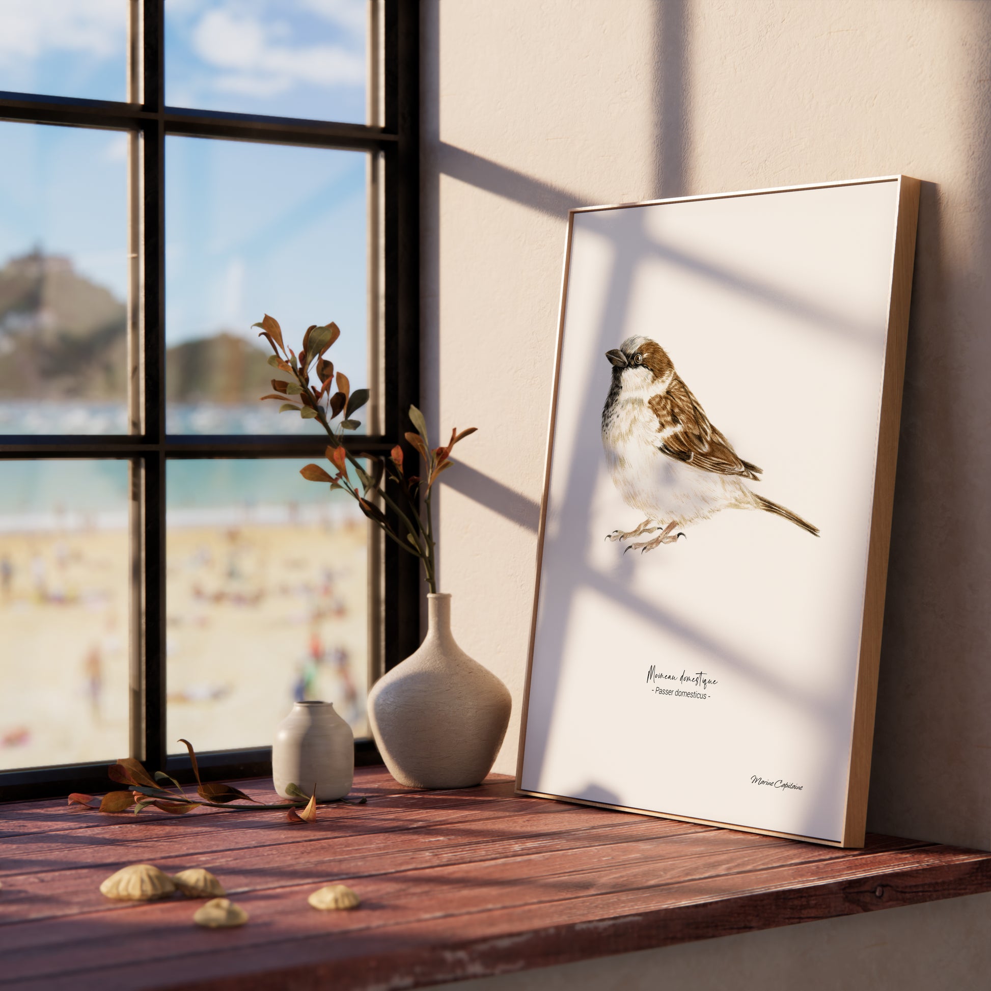 Affiche illustrée d'un moineau domestique encadrée, illustration naturaliste Marine Capitaine