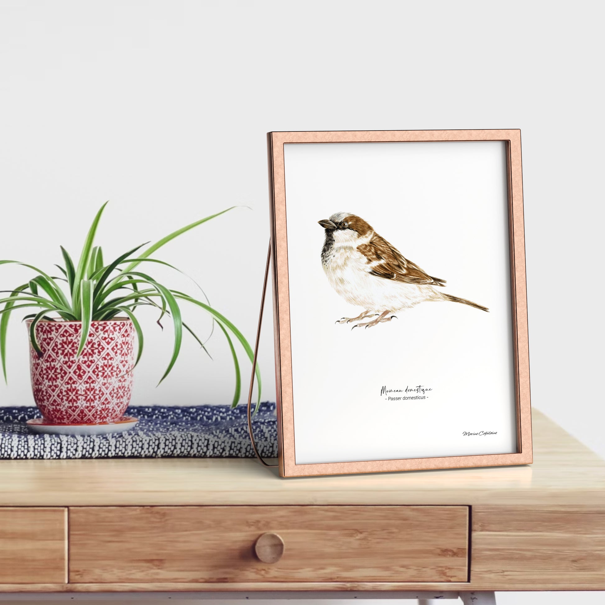 Affiche illustrée d'un moineau domestique encadrée, illustration naturaliste Marine Capitaine