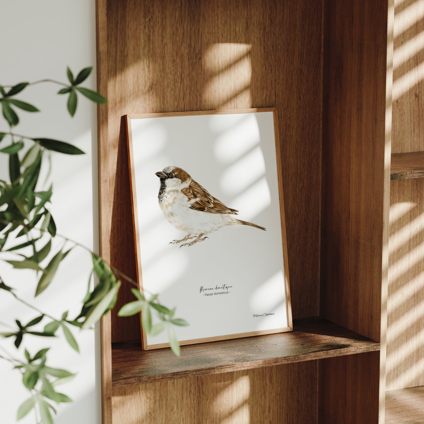 Affiche illustrée d'un moineau domestique encadrée, illustration naturaliste Marine Capitaine
