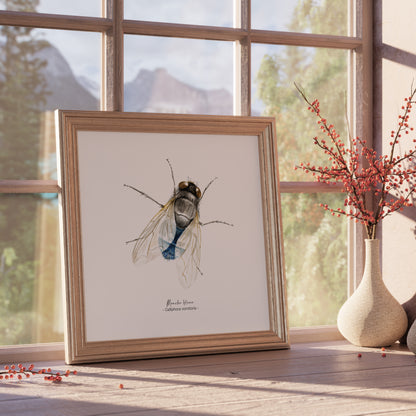 Affiche à l’aquarelle représentant une Mouche bleue, petit insecte commun de nos cuisine. Illustration naturaliste de Marine Capitaine.