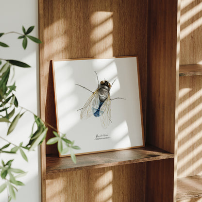 Affiche à l’aquarelle représentant une Mouche bleue, petit insecte commun de nos cuisine. Illustration naturaliste de Marine Capitaine.