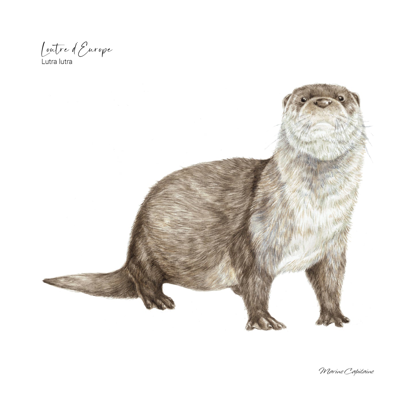 Loutre d'Europe