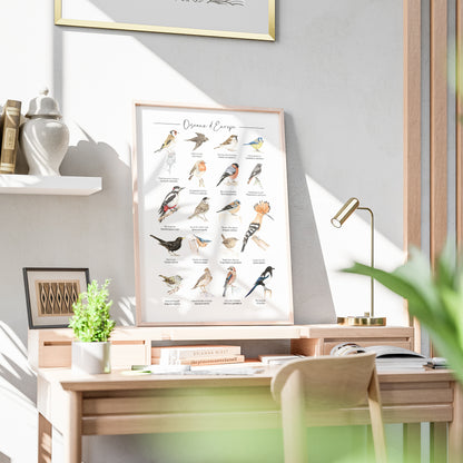 Oiseaux d'Europe Version. 3