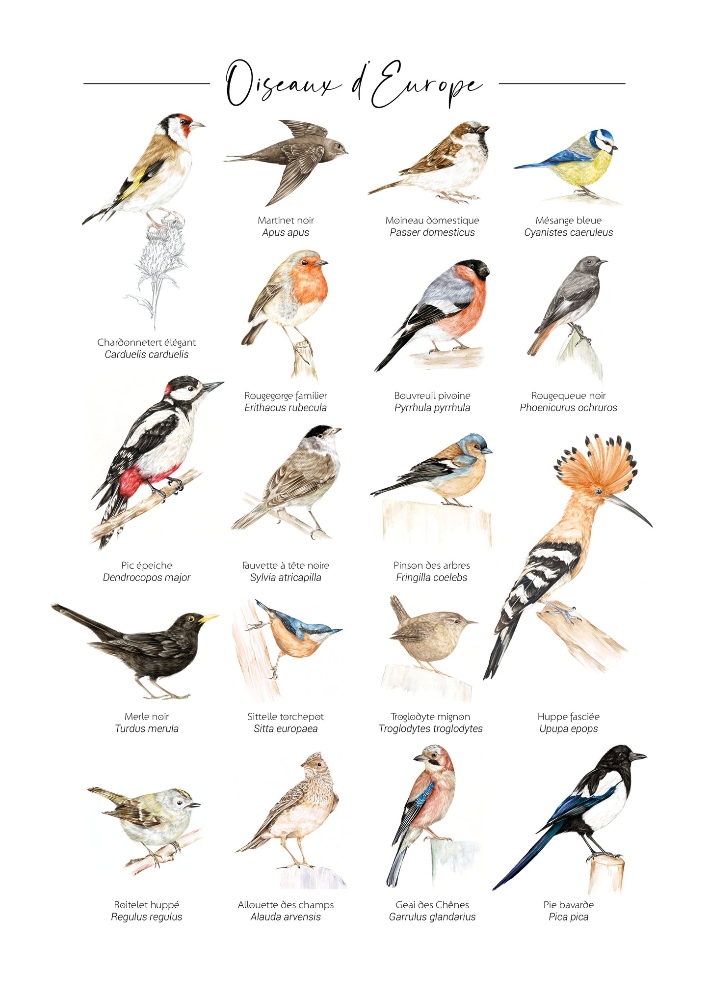 Oiseaux d'Europe Version. 3