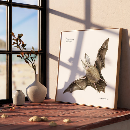 Affiche illustrée d'une chauve-souris, l'oreillard roux encadré, illustration naturaliste Marine Capitaine