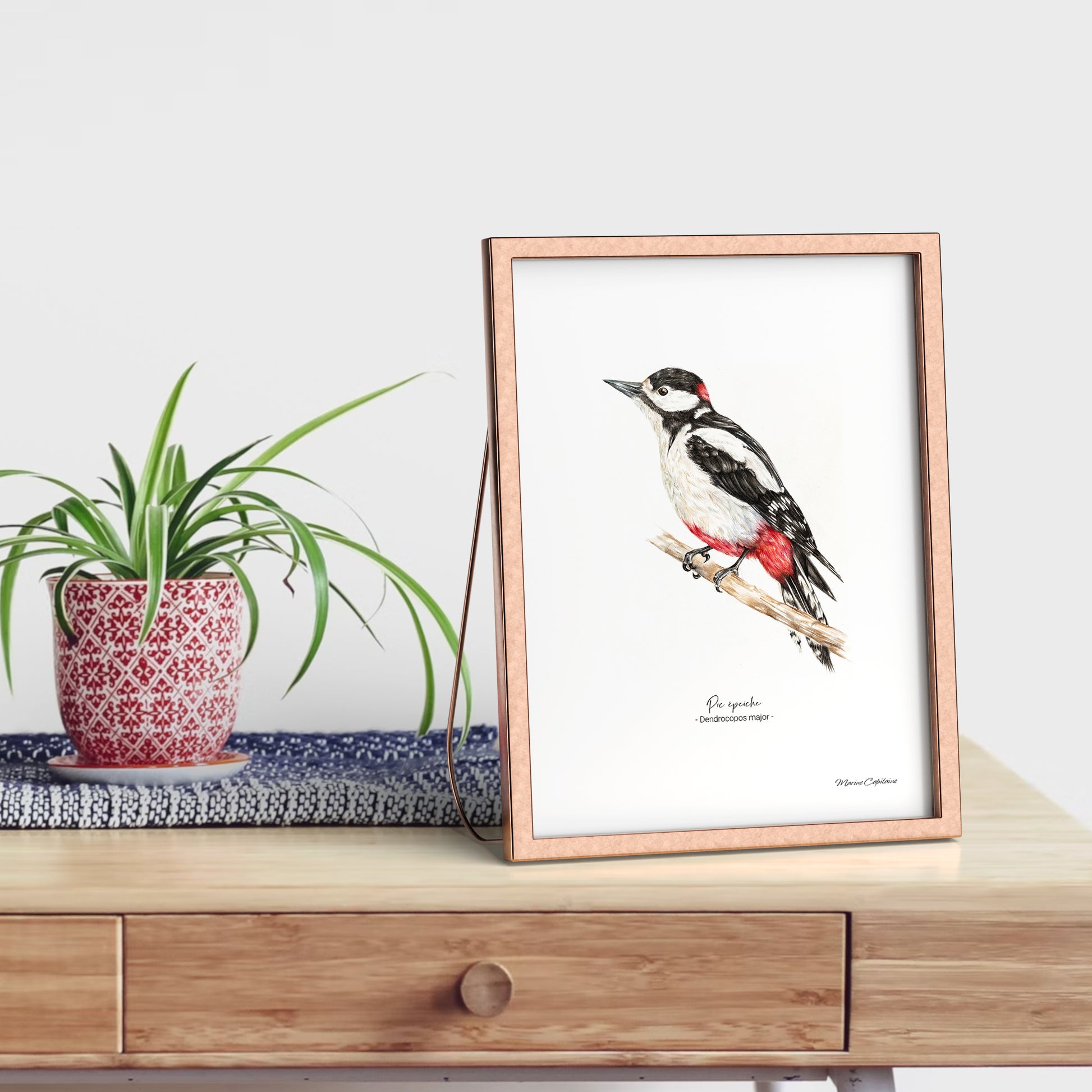 Affiche illustrée du Pic épeiche encadrée, illustration naturaliste Marine Capitaine