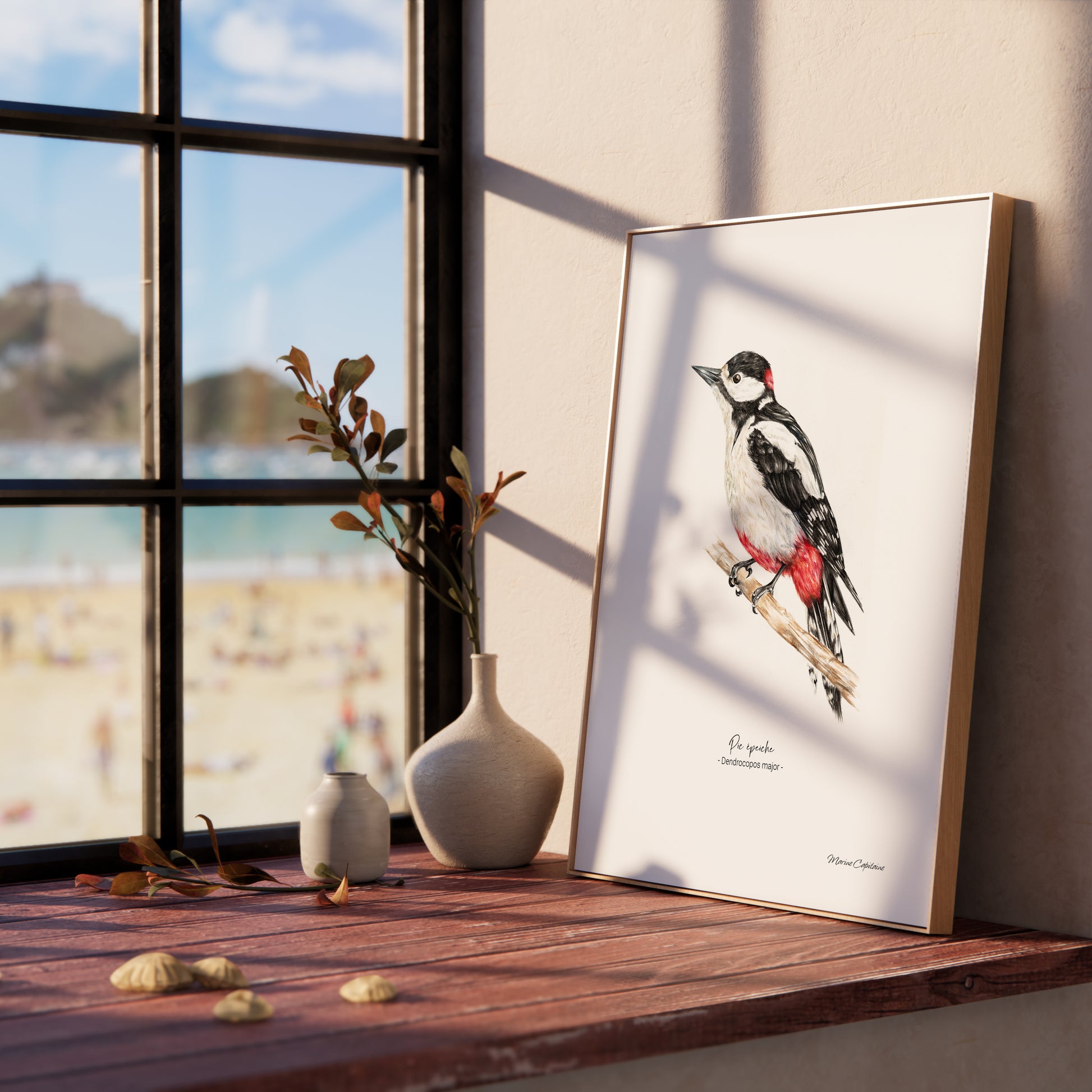 Affiche illustrée du Pic épeiche encadrée, illustration naturaliste Marine Capitaine