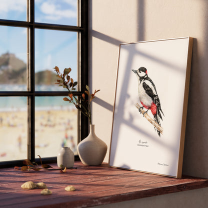 Affiche illustrée du Pic épeiche encadrée, illustration naturaliste Marine Capitaine