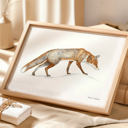 Affiche illustrée du Renard roux encadrée, illustration naturaliste Marine Capitaine