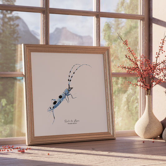 Affiche illustrée de la Rosalie des Alpes encadrée, illustration naturaliste Marine Capitaine